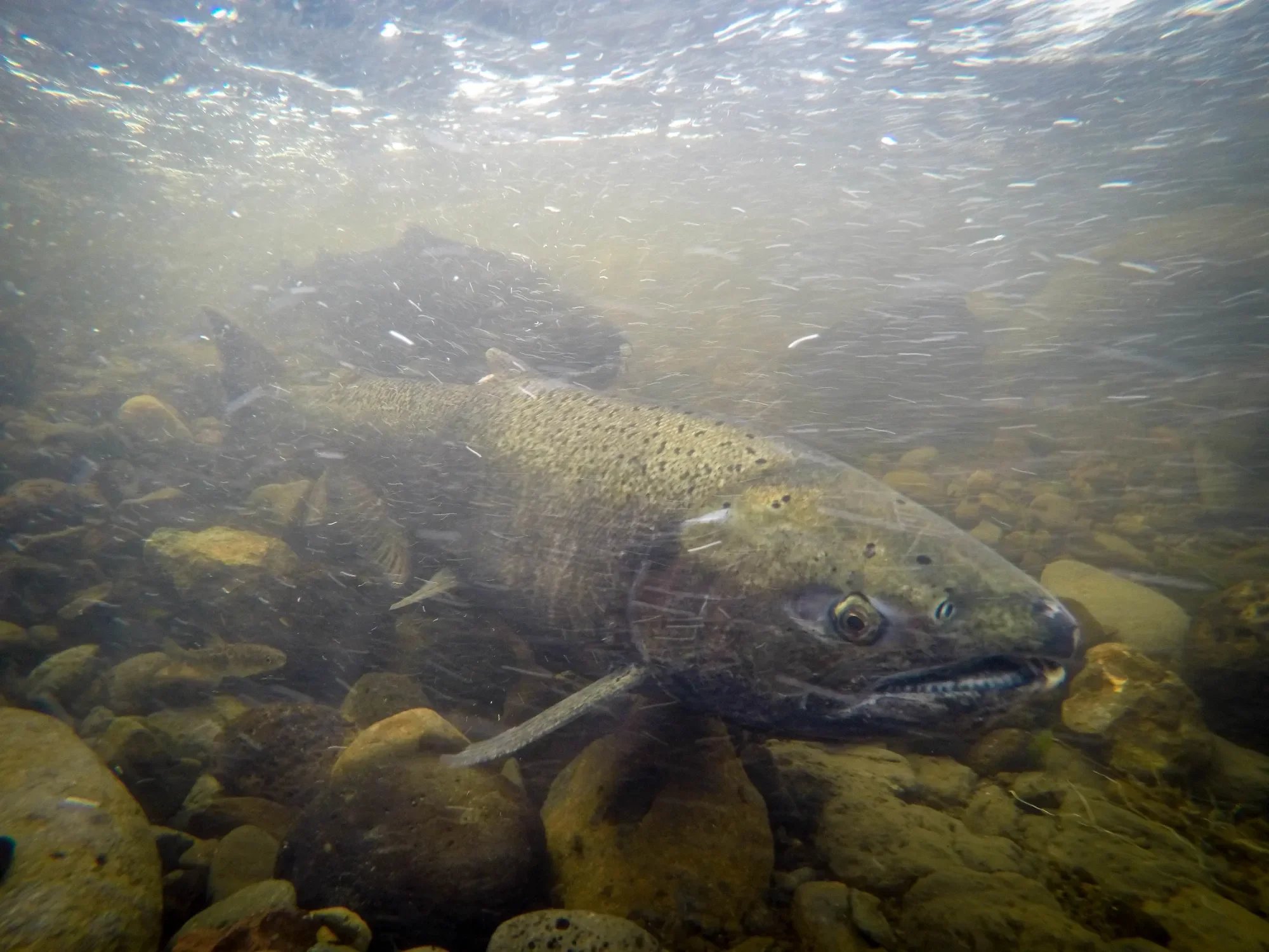 How Trump’s Attack on Environmental Programs Is Already Affecting Local Conservation Work