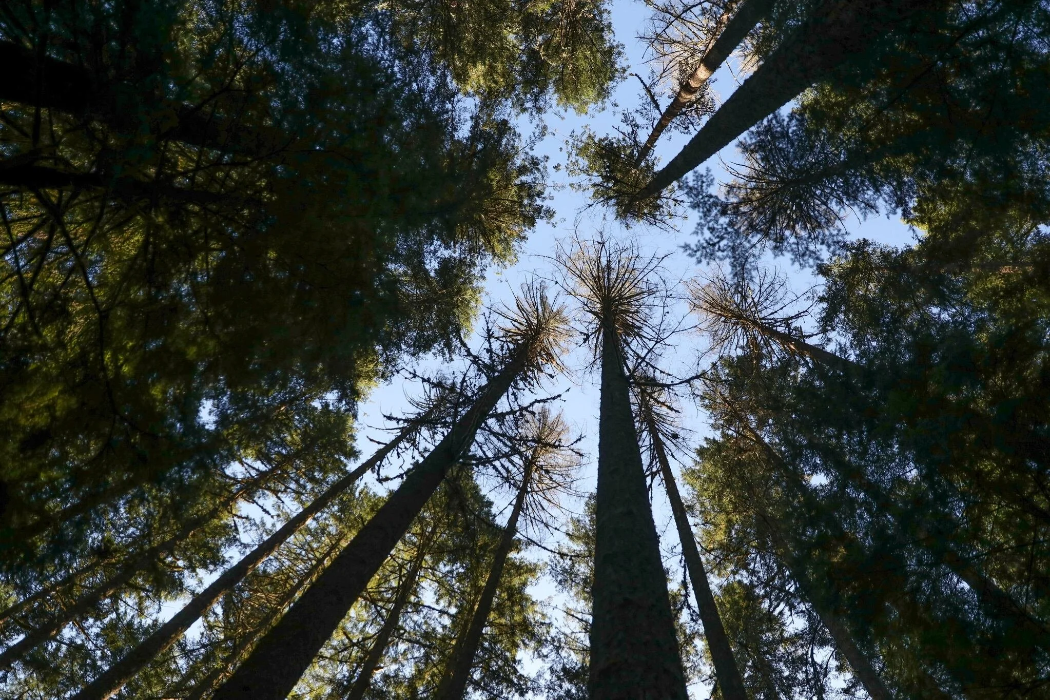 Northwest Forest Plan advisers told their committee will be disbanded