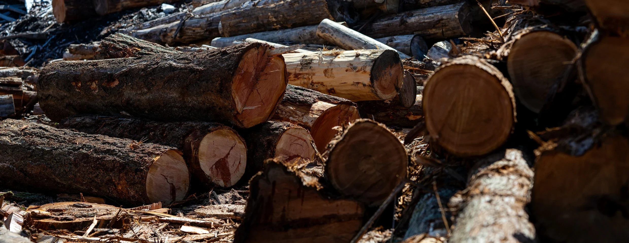 Trump Timber Plans Struggle to Sell Industry on Public Land