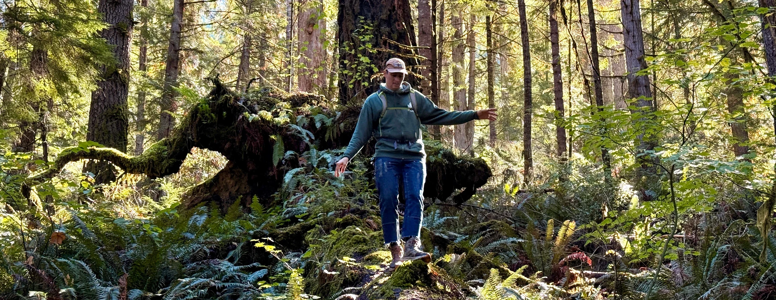 Trump’s Changes to What Harms Species Adds Risk in Logging Areas