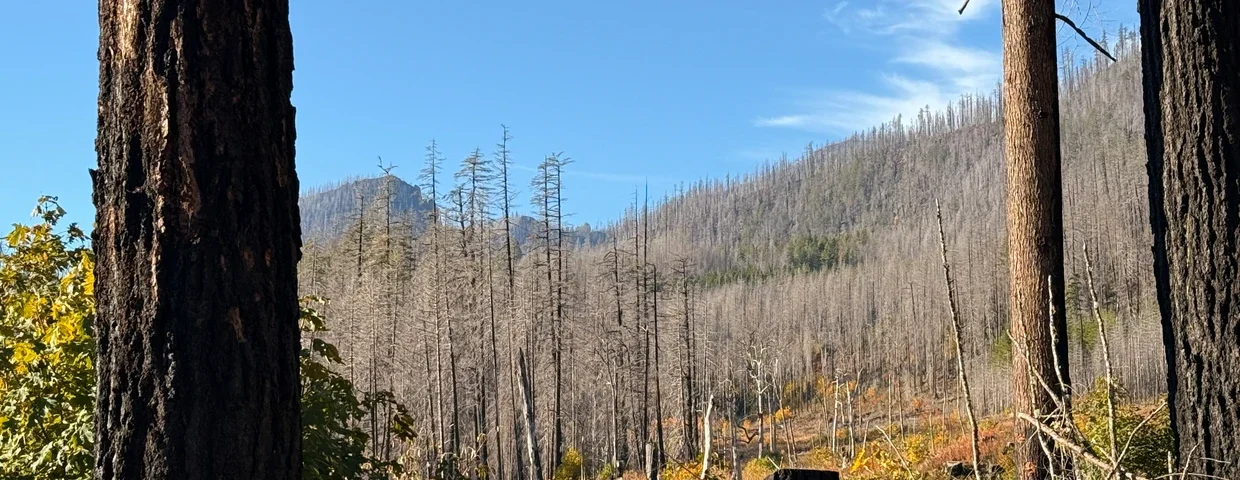 Forest Service Plans Shorter Public Objection Period for Logging