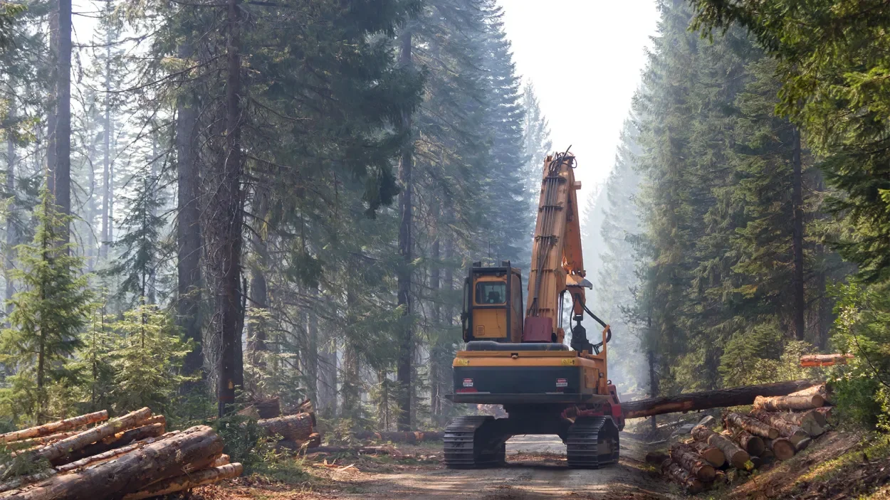 Environmentalists Use Congress’ Own Public-Land Loophole to Sue Over a Timber Sale