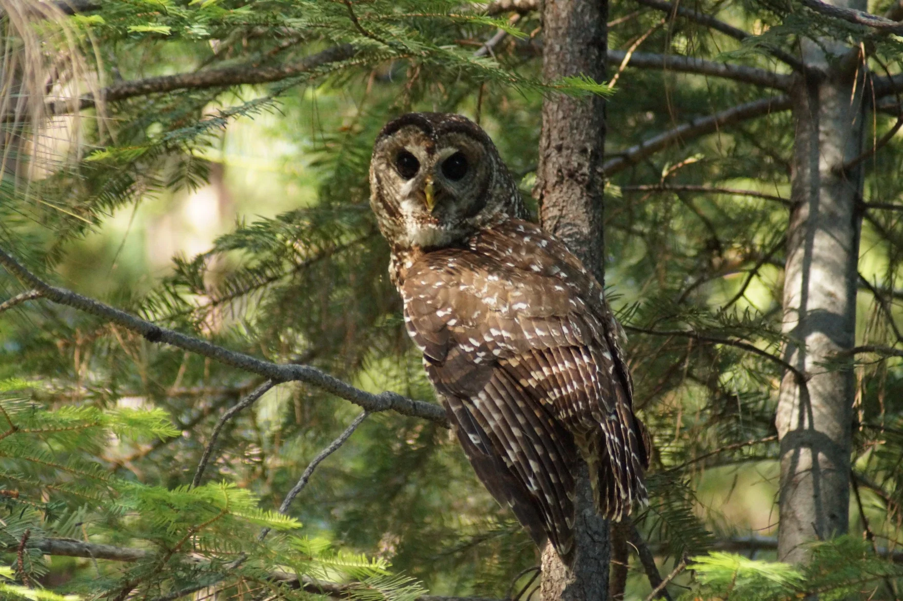 Oregon environmental groups sue over Endangered Species Act rule change