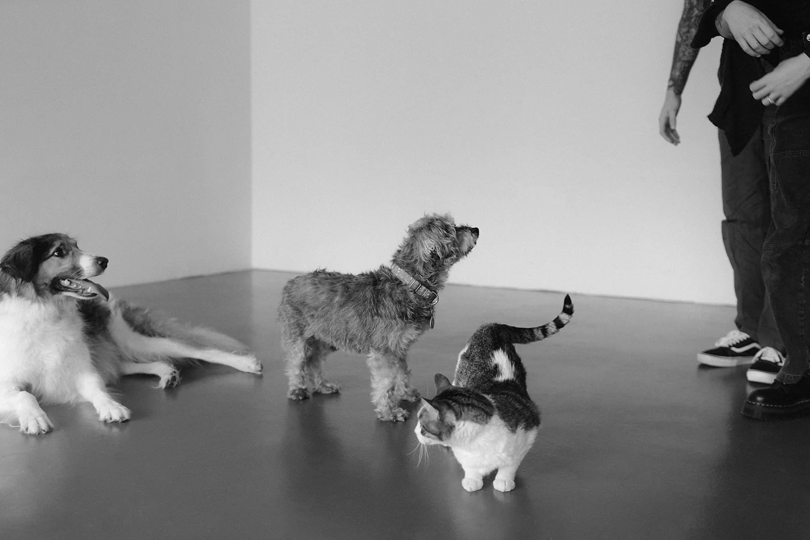 Four animals, three dogs and one cat, facing a person whose lower body is visible. The room has a plain wall and a smooth floor.