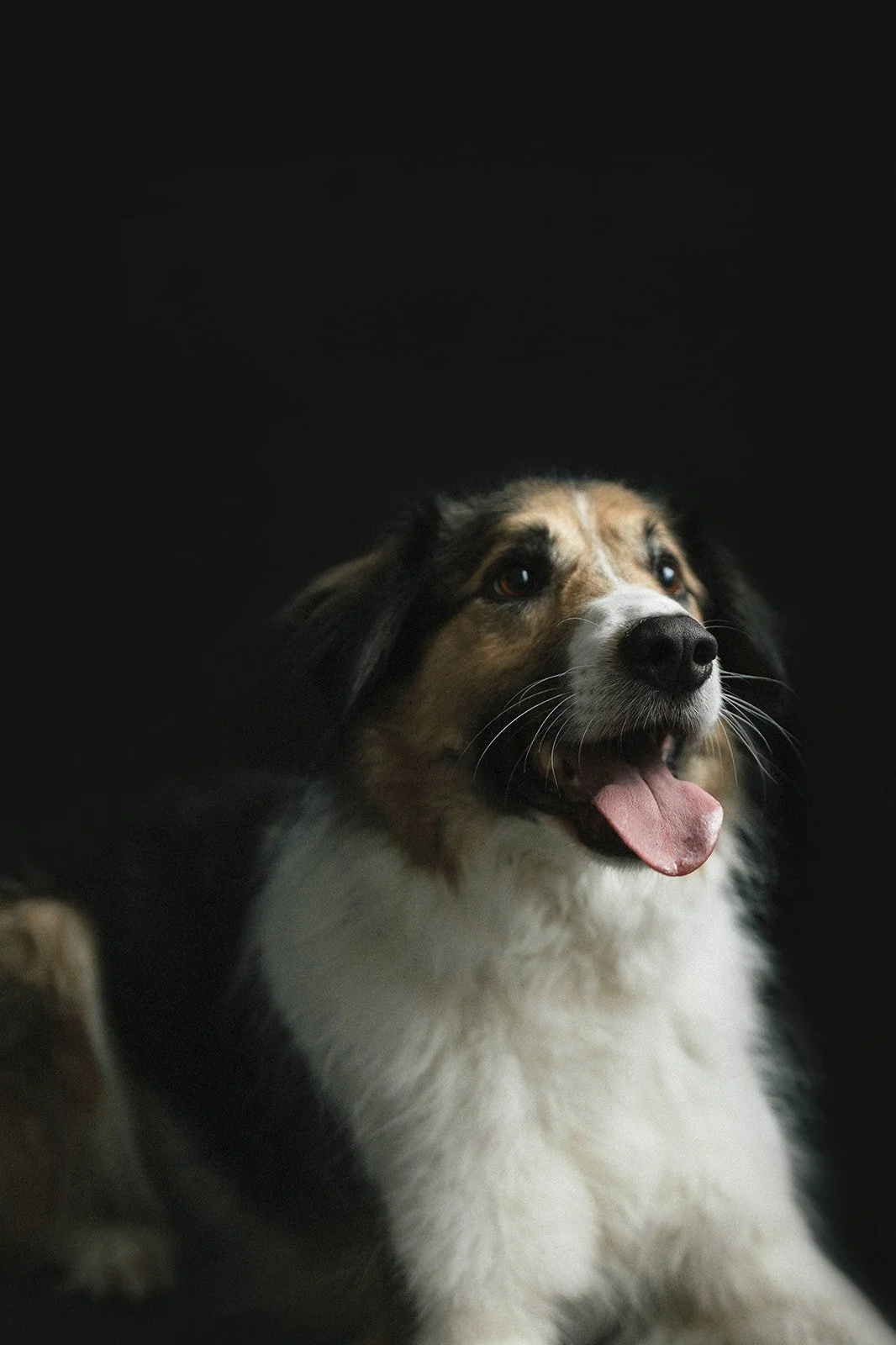 Happy tricolor Border Collie dog with open mouth and tongue out, against a dark background.