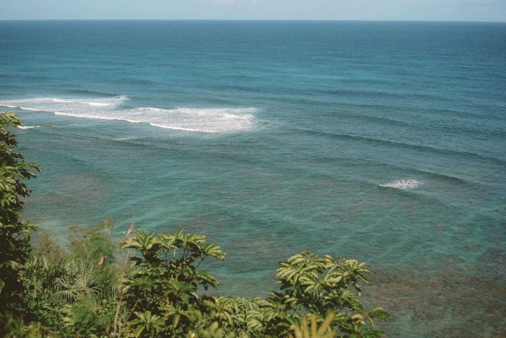View of the ocean with gentle waves and green foliage in the foreground.
