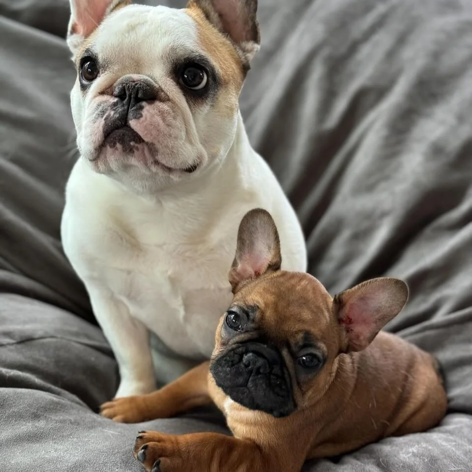 Past Race Results Klondike Dog Derby past-race-results-klondike-dog-derby