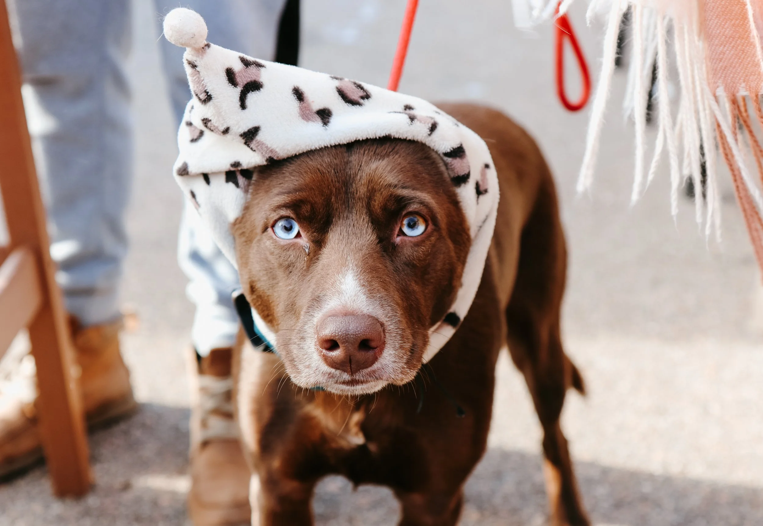cutestpuppy2025-31.jpg