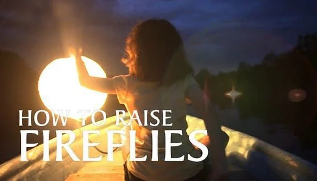 How to Raise (real) Fireflies