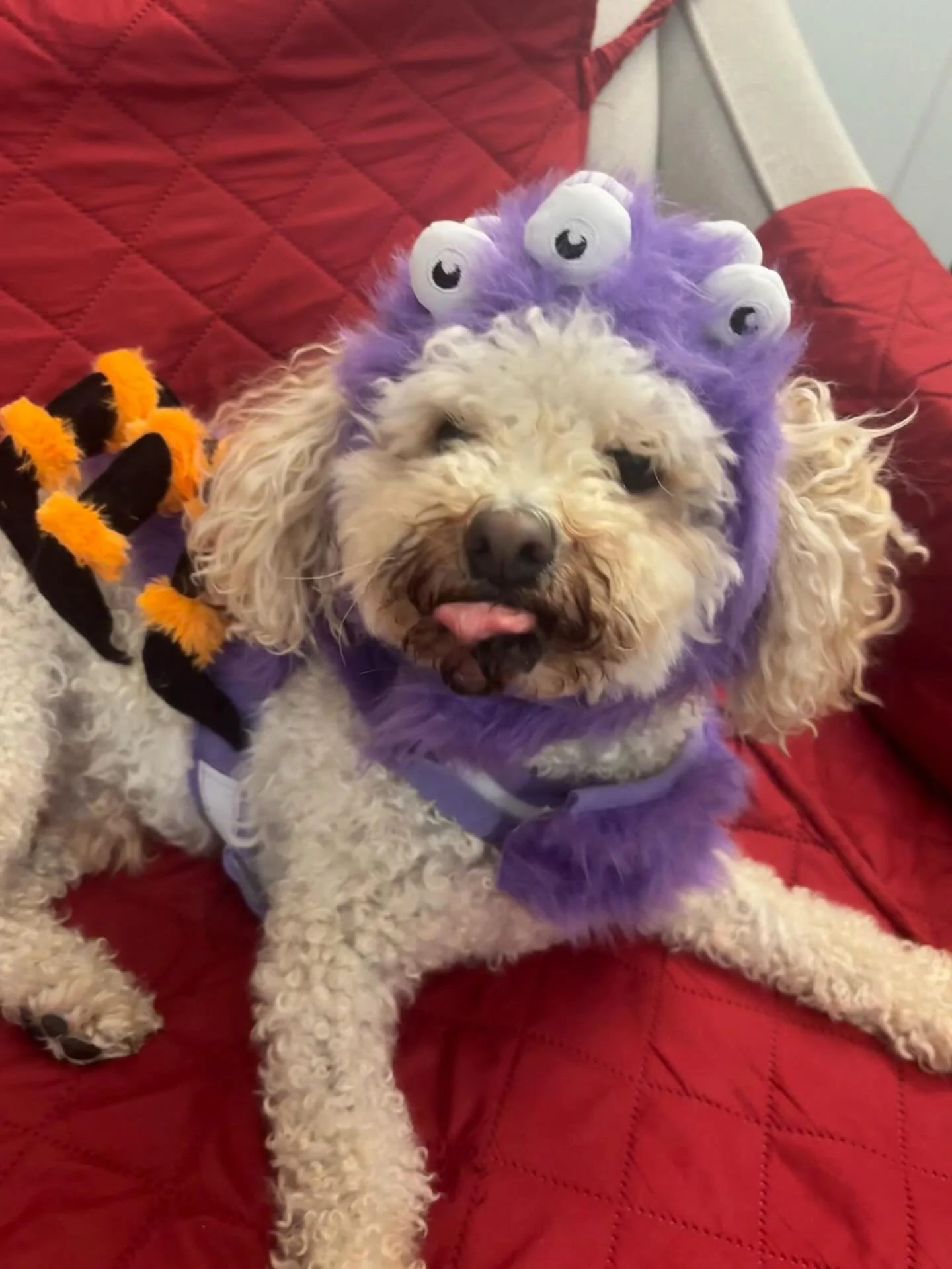 It&rsquo;s voting time! 🎉 Our furry friends dressed up, and now it&rsquo;s your turn to decide the winner:
👾Cody the Monster
🐶Finnegan as Snoopy
🐸Angel the Frog
🌯Pluto as a burrito
Comment your favorite costume below&mdash; every paw counts! 🐾?