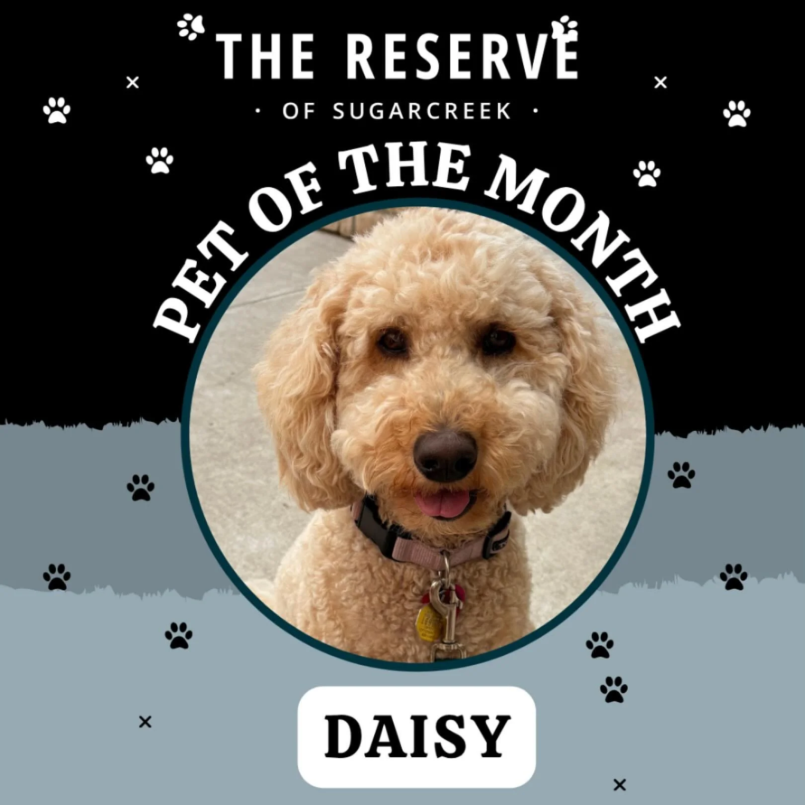 🐾🐾November Pet of the Month: Daisy! 🐾 Meet Daisy&mdash; the friendliest girl around! She never misses a chance to say hello and brighten your day with her sweet personality. Whether it&rsquo;s greeting neighbors on her walks or soaking up all the 