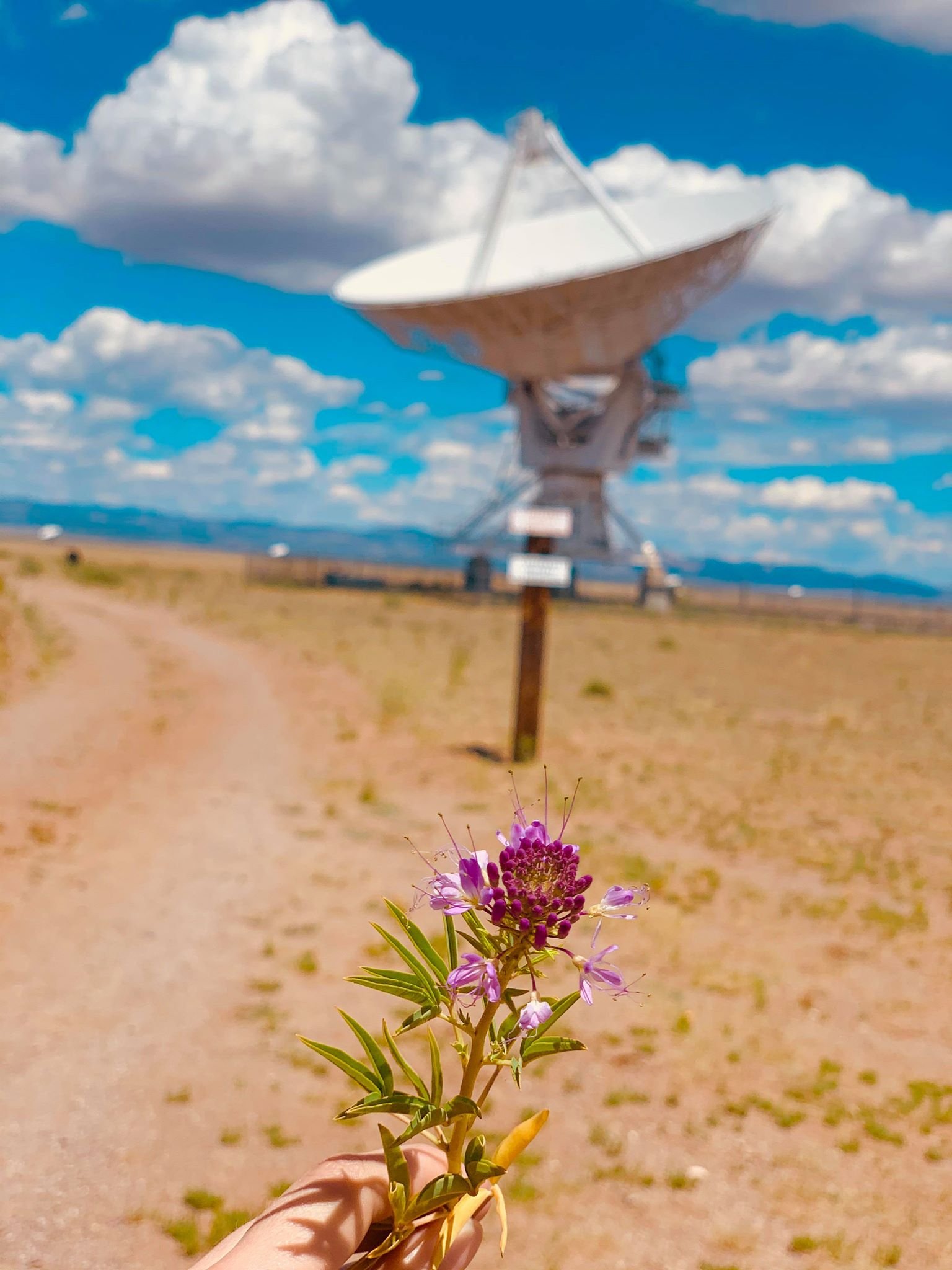 VLA (3).jpg