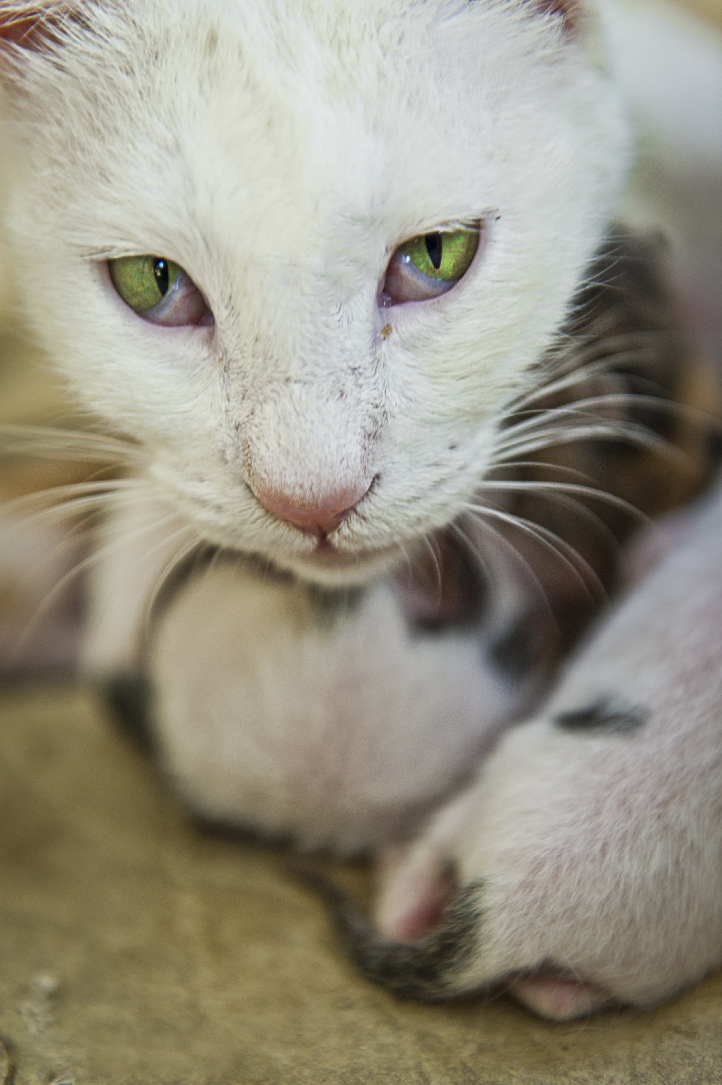 Gato.jpg
