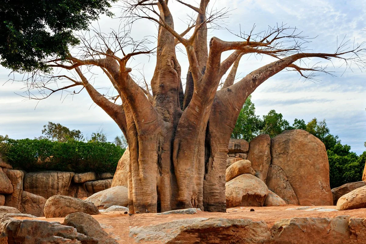 Baobabs en el Mundial 2026: ¿Qué hacen estos gigantes de la naturaleza en el videoclip de Shakira?