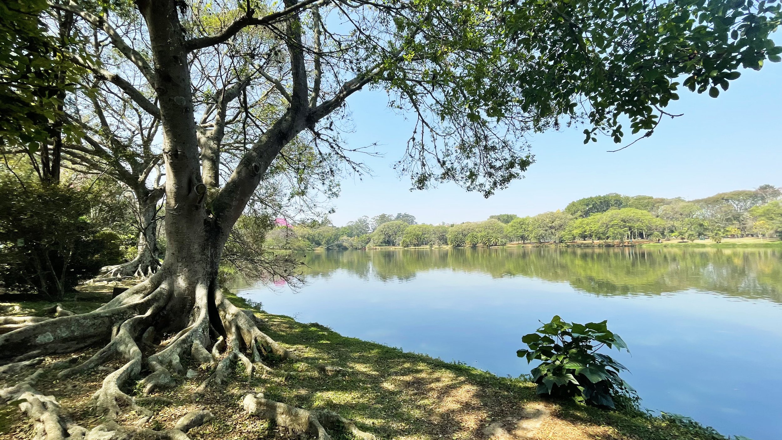 Ibirapuera.jpg