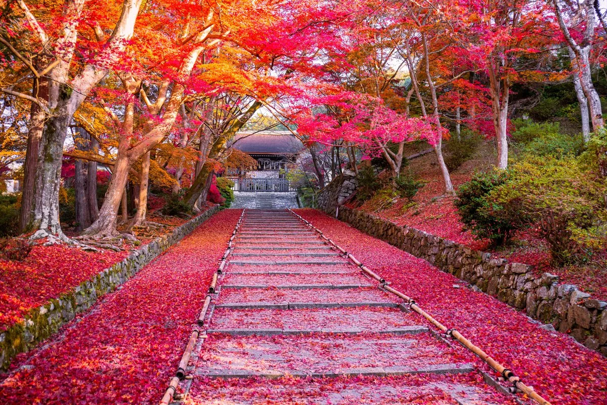 Más allá de Tokio y Kioto: Por qué Tohoku es el destino definitivo para los amantes del Japón auténtico