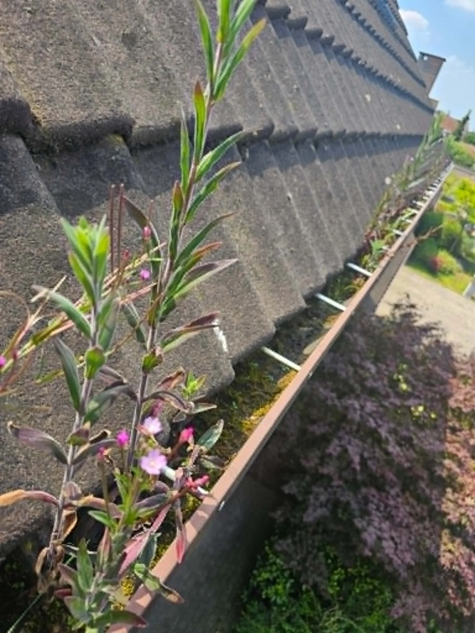 Tien planten met roze bloemen op een dak, vlakbij een muur met dakpannen.