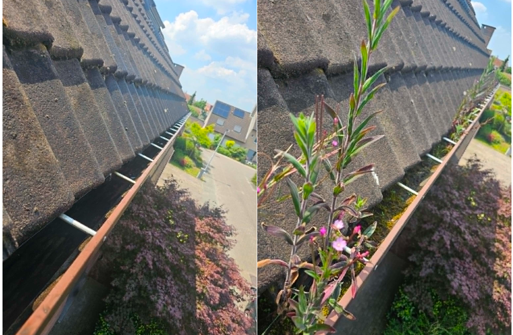 Close-up van een dakgoot met bloemen die uit de goot groeien onder een dak met dakpannen, met een uitzicht op een straat en huizen in de achtergrond op een zonnige dag.