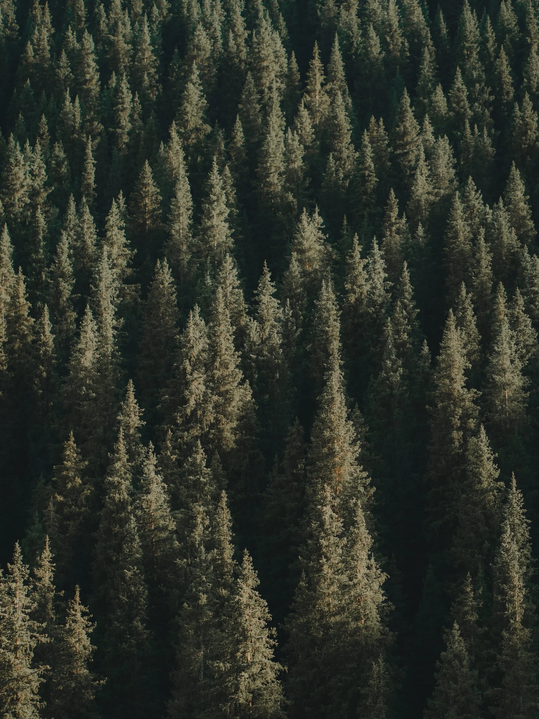 Dense forest of evergreen trees on a mountain slope in natural sunlight