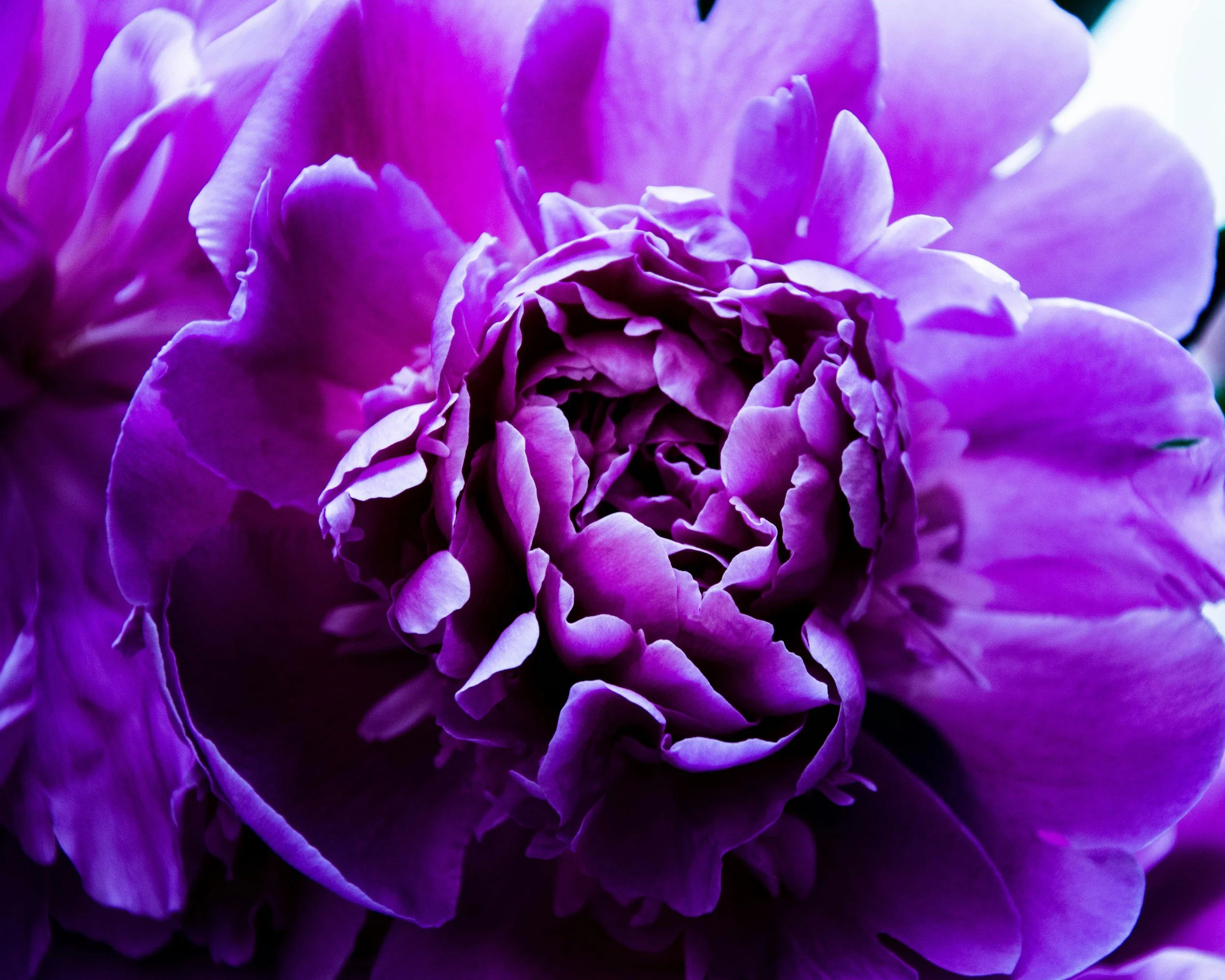 Close-up of a vibrant purple peony flower with detailed petals.
