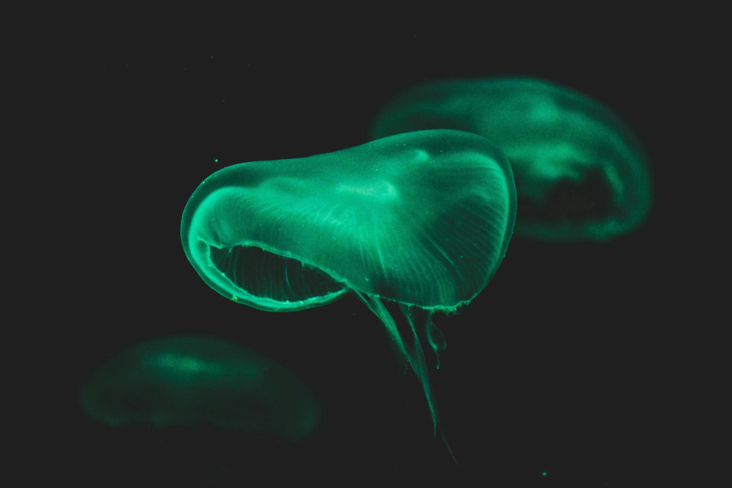 unsplash-image-7aLJNi5sSmE.jpg