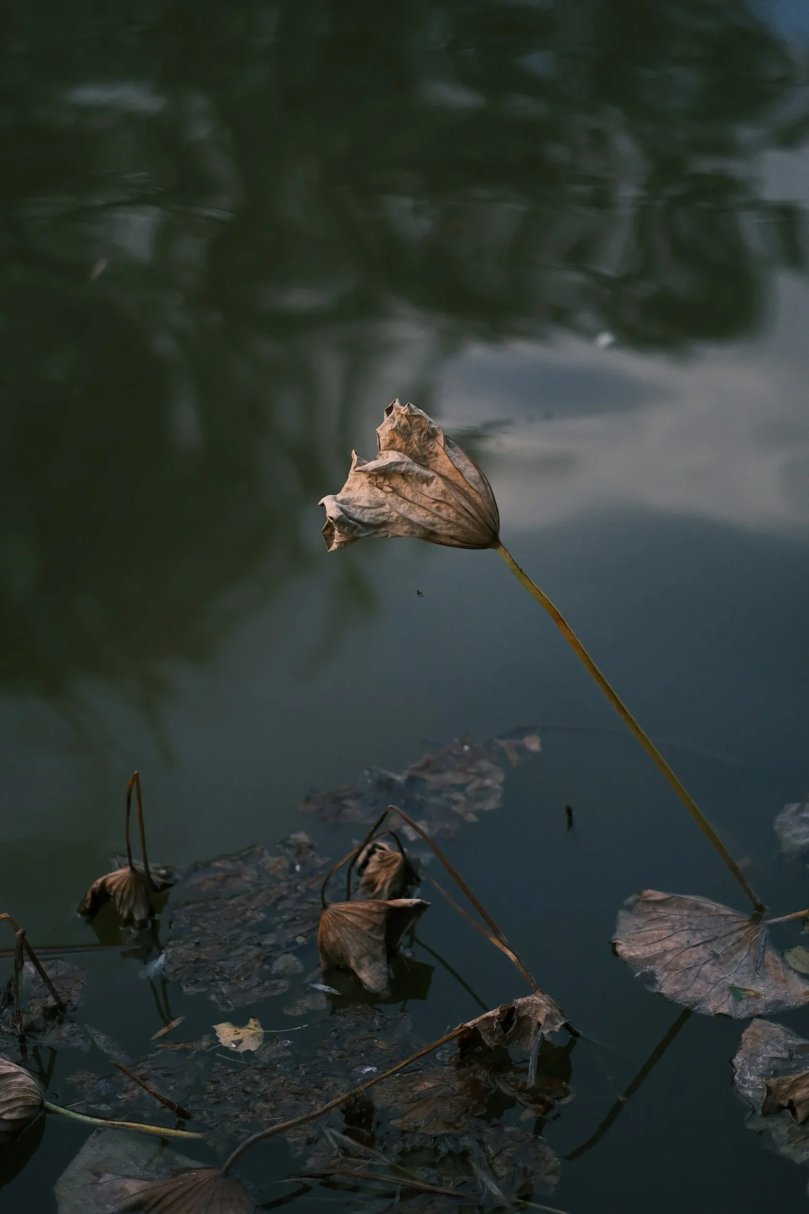Fallen dry leaves floating on dark water with reflections of the sky.