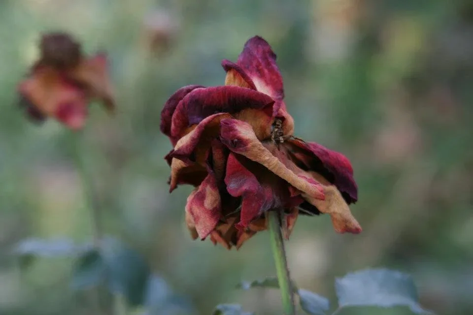Dried, wilted, red and brown rose with a green stem.