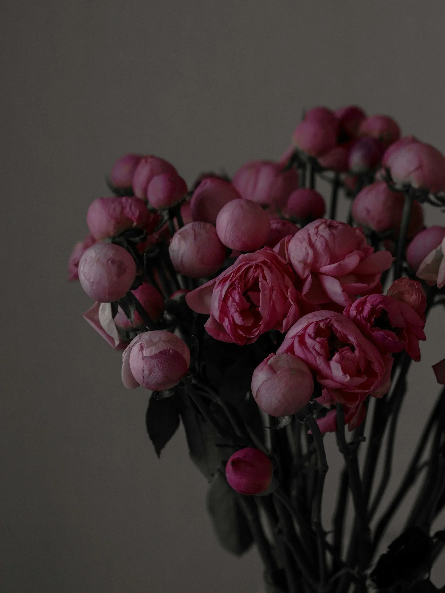 A dark, moody photograph of a bouquet of pink roses and buds against a gray background.