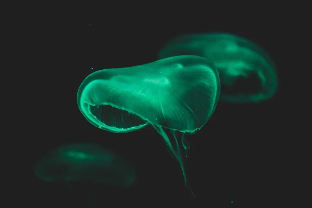 Bioluminescent jellyfish glowing in dark ocean water.