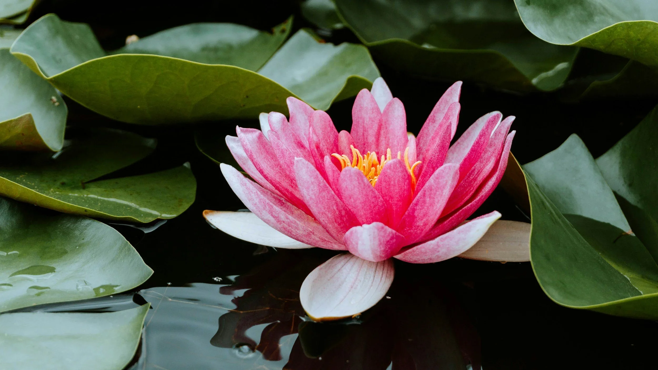 Pink water lily flower floating on dark water surrounded by green lily pads.