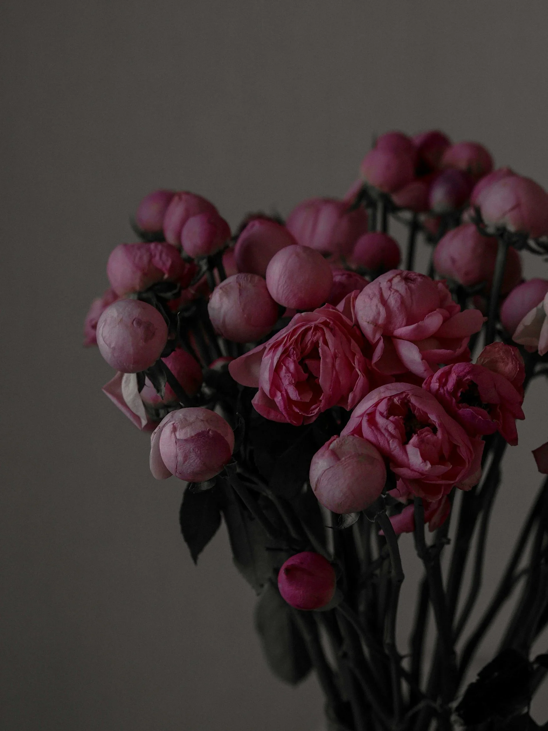 A dark-themed photo of a bouquet of pink flowers, likely roses, with some buds still closed, against a plain background.