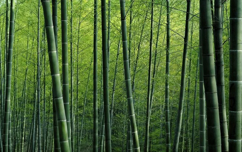 Dense bamboo forest with tall green bamboo stalks and light green leaves.