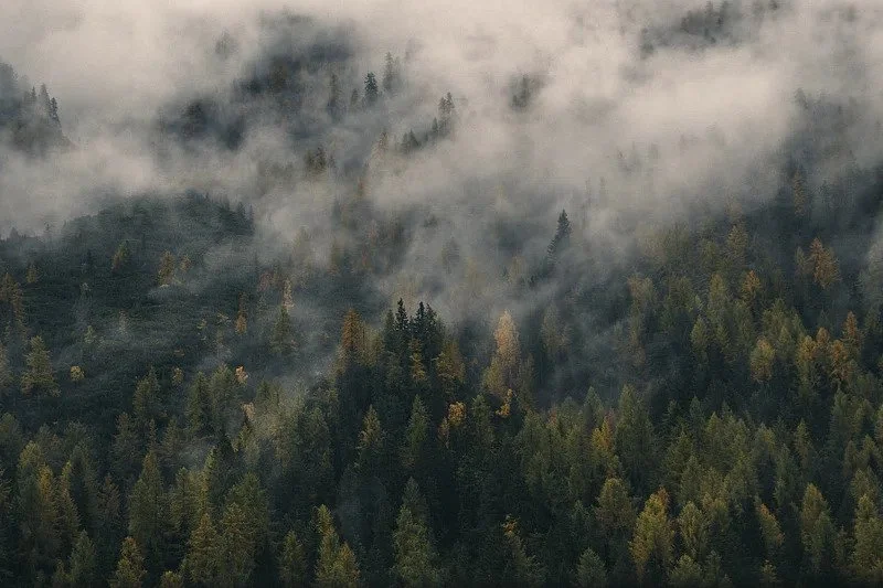 misty.jpg