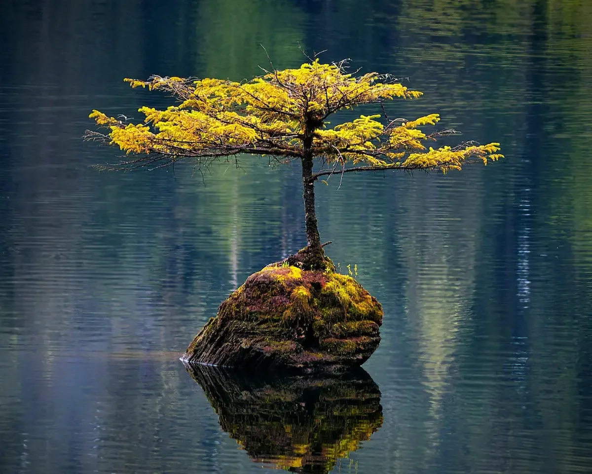 A small tree with yellowish-green leaves growing on a moss-covered rock in calm water, with a reflection of the rock and tree in the water.