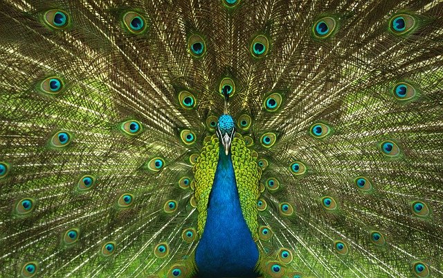 I Know Who has Peacocks(and other reasons to go to the office)