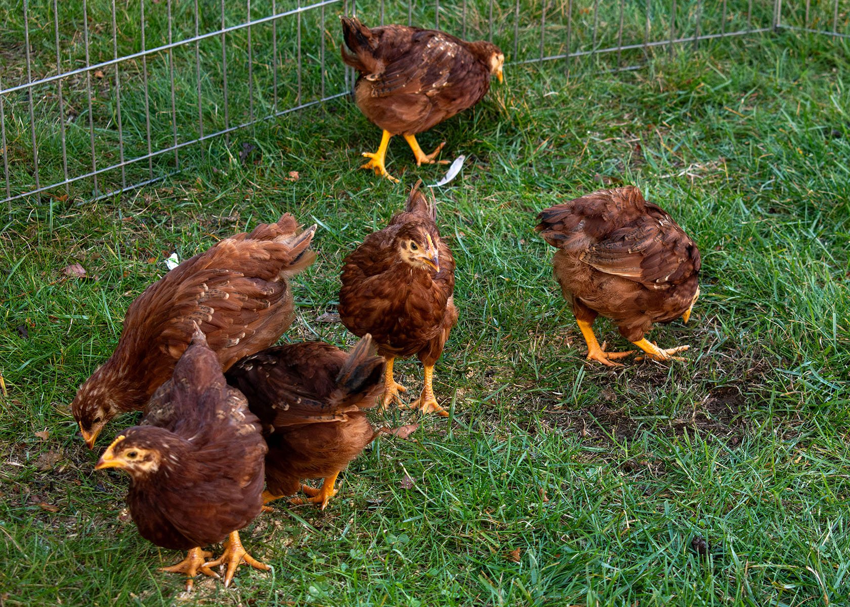 2025 RI Festival of Children's Books & Authors | Petting Zoo | Chickens

Taken on Nikon D5600 with AF-P NIKKOR 18-55mm 1:3.5-5.6G