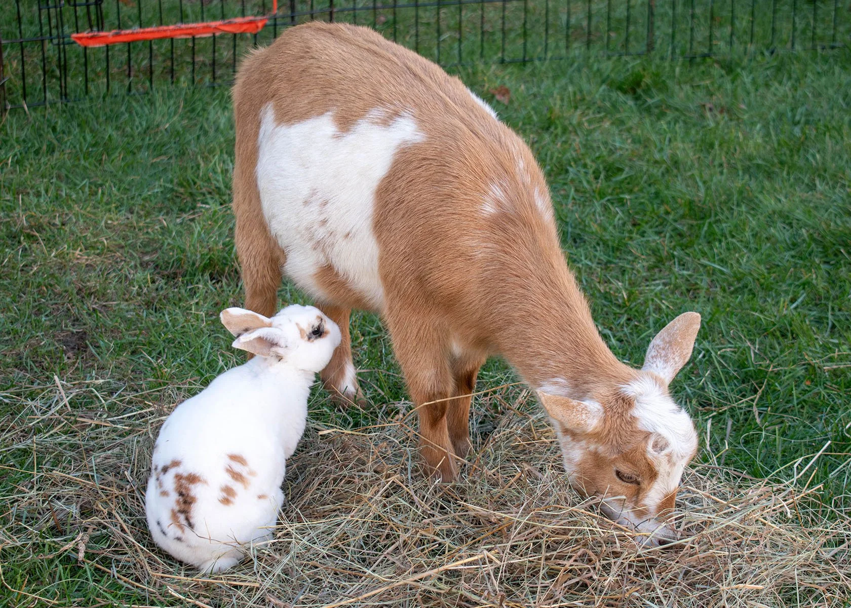 2025 RI Festival of Children's Books & Authors | Petting Zoo | Rabbit & Goat

Taken on Nikon D5600 with AF-P NIKKOR 18-55mm 1:3.5-5.6G