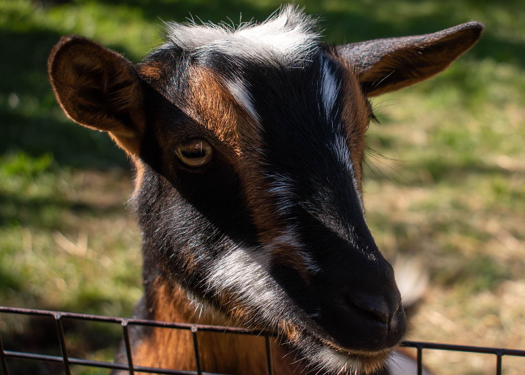 2025 RI Festival of Children's Books & Authors | Petting Zoo | Goat

Taken on Nikon D5600 with AF-P NIKKOR 18-55mm 1:3.5-5.6G
