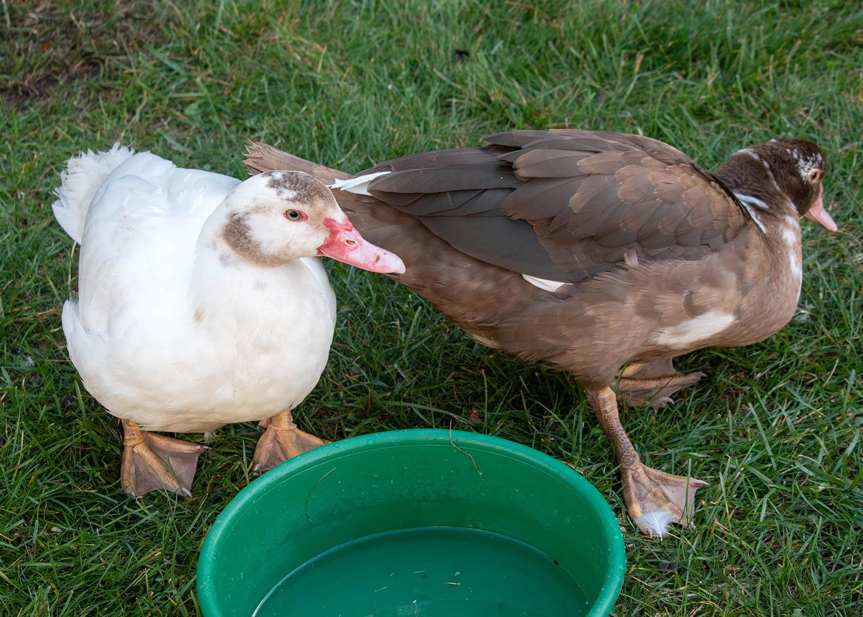 2025 RI Festival of Children's Books & Authors | Petting Zoo | Ducks

Taken on Nikon D5600 with AF-P NIKKOR 18-55mm 1:3.5-5.6G