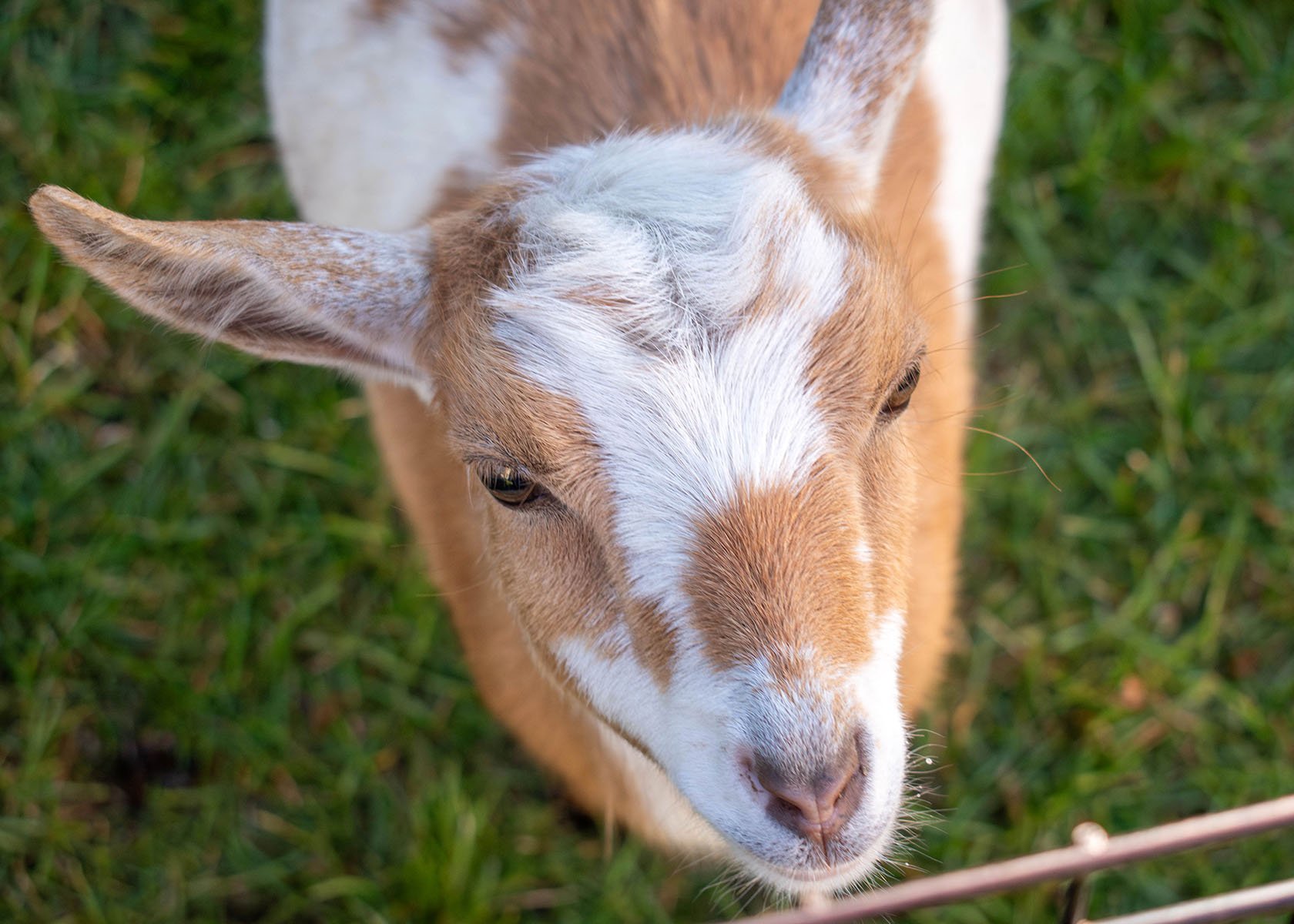 2025 RI Festival of Children's Books & Authors | Petting Zoo | Goat

Taken on Nikon D5600 with AF-P NIKKOR 18-55mm 1:3.5-5.6G