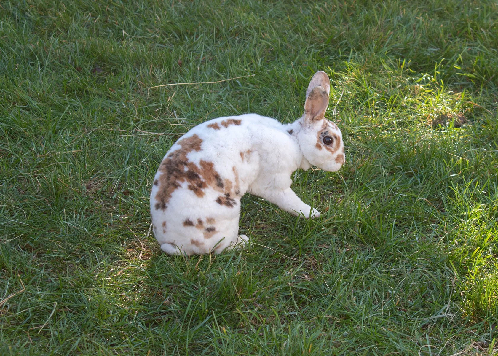 2025 RI Festival of Children's Books & Authors | Petting Zoo | Rabbit

Taken on Nikon D5600 with AF-P NIKKOR 18-55mm 1:3.5-5.6G