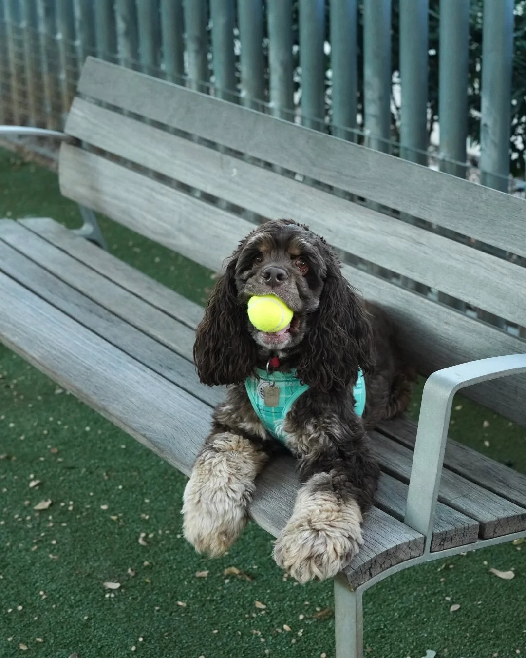 Yip, yip, hooray! Yappy Hour is back 🐾
 
Bring your pup to the Park for a fun-filled afternoon of brews, biscuits and best buds. Plenty of good boys and girls guaranteed!
 
Dog programming is presented by @barneyandbootspetfood. Head to our website 