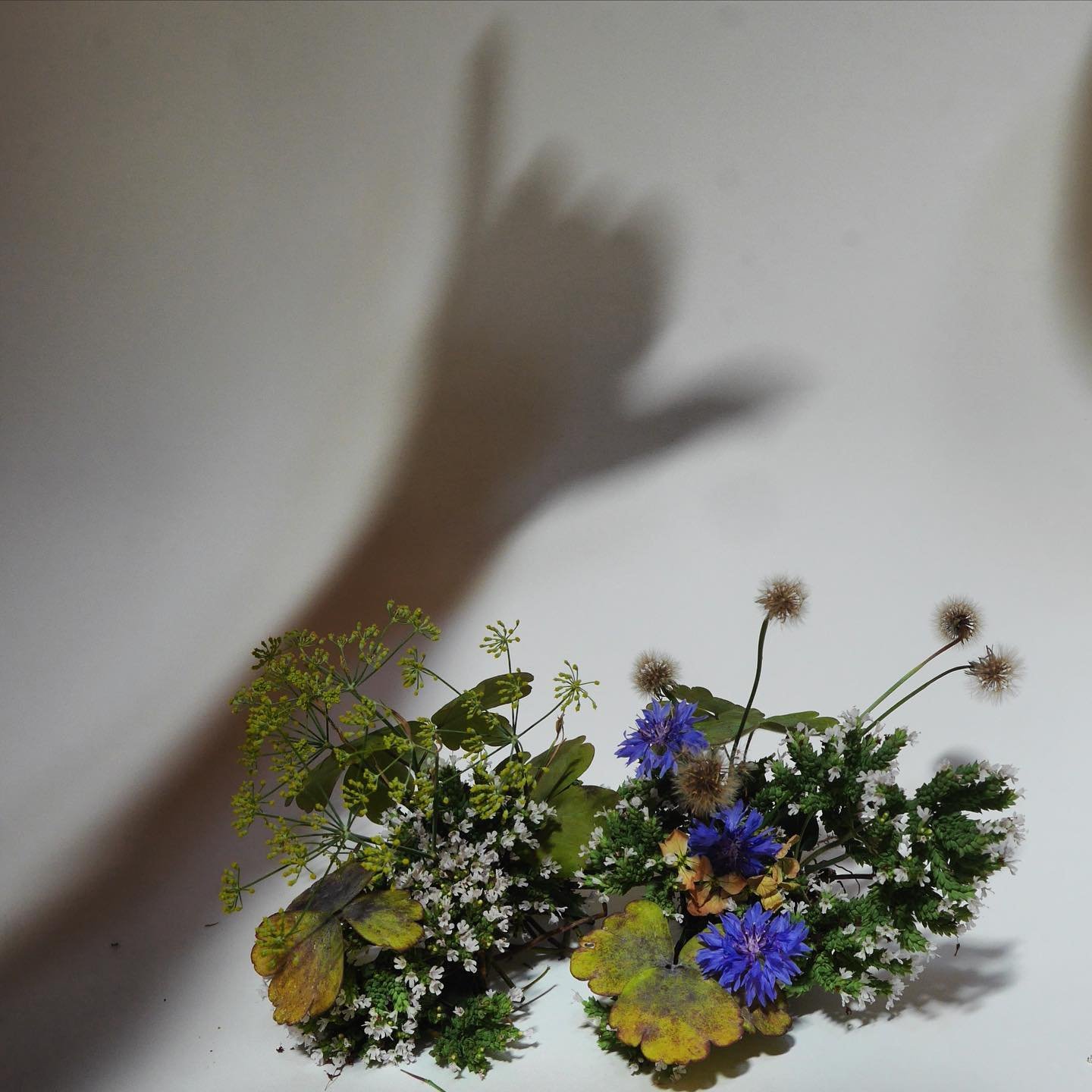 a few sprigs
a new world