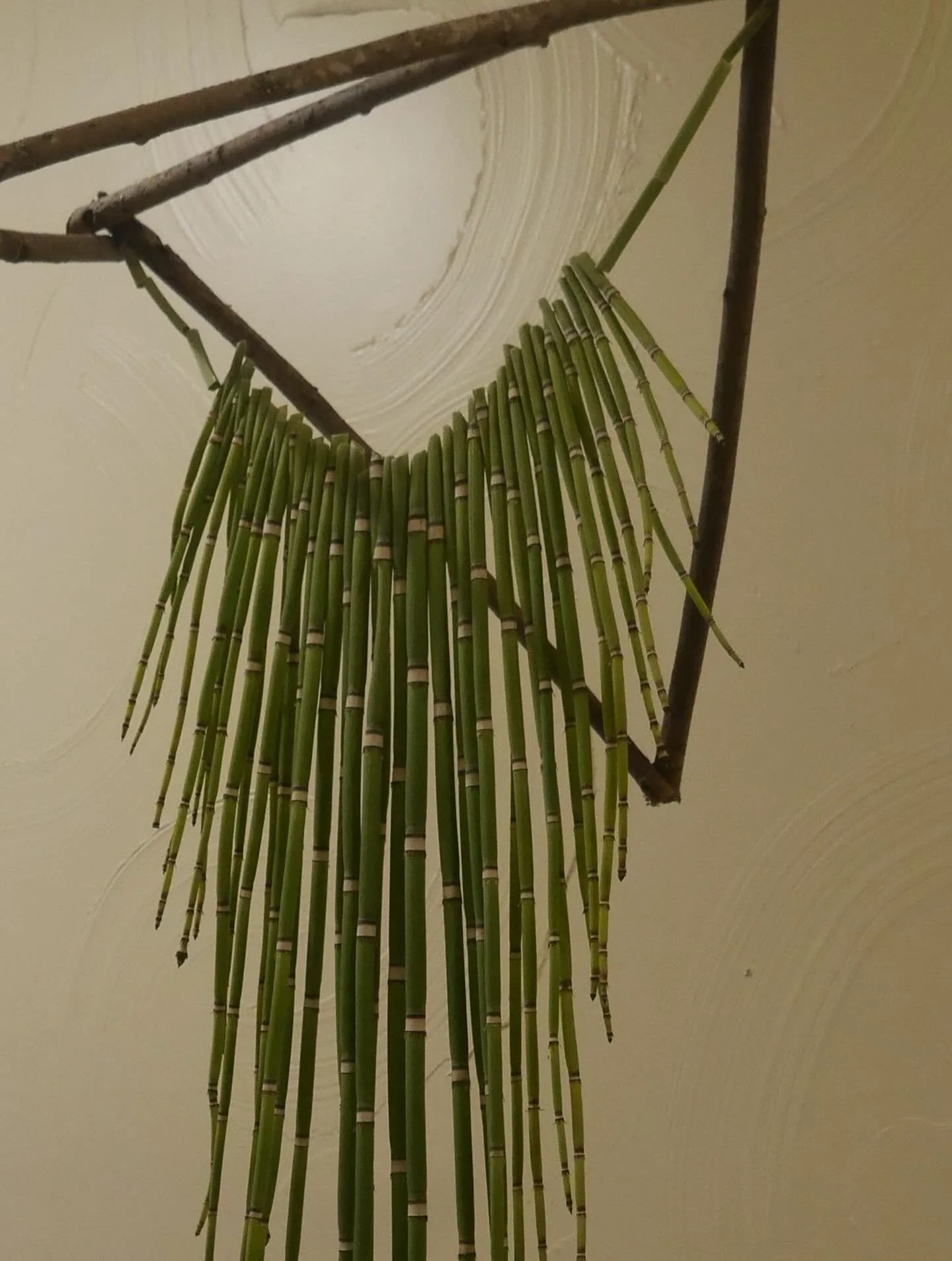 wild foraged horsetail