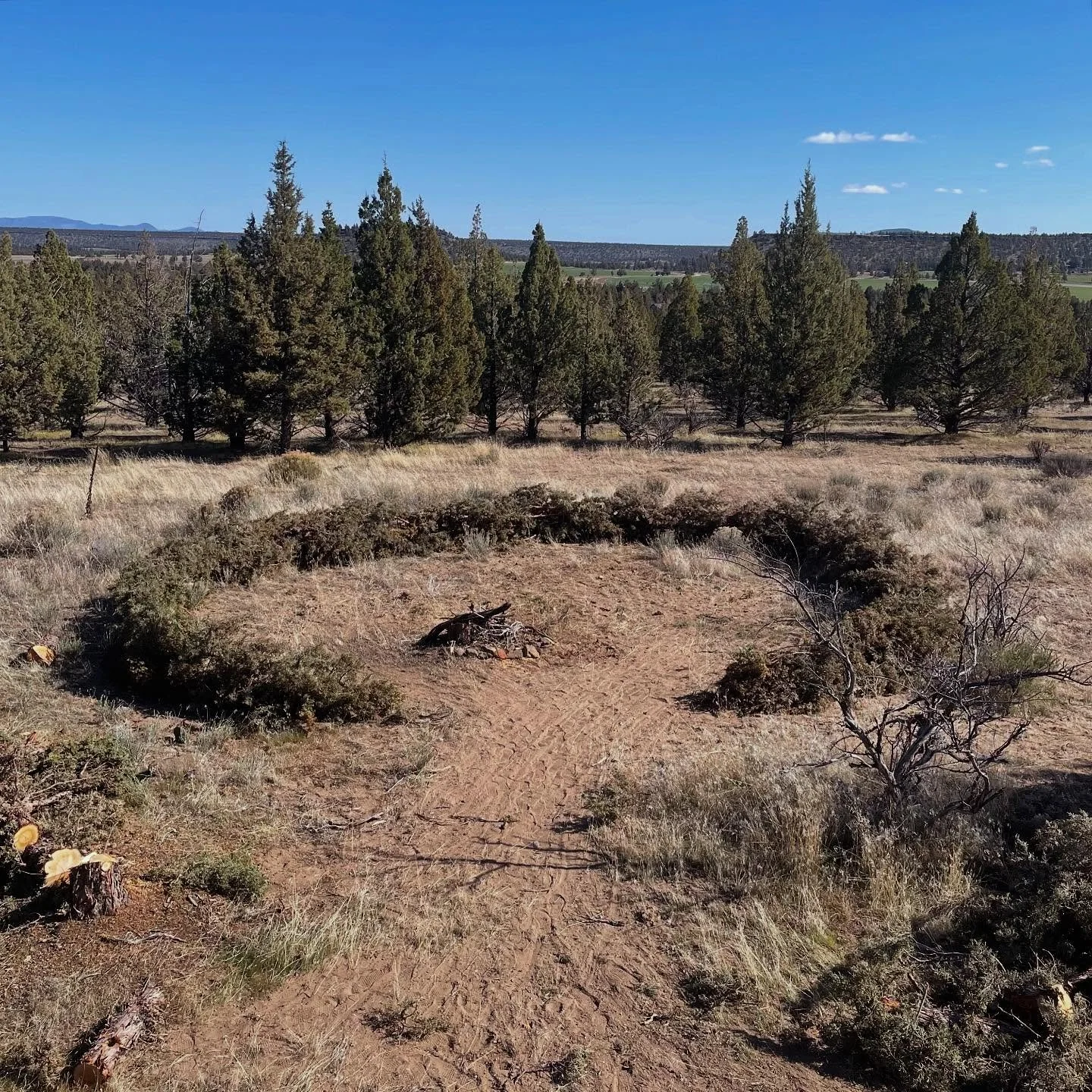 a juniper ceremonial wildlife habitat.