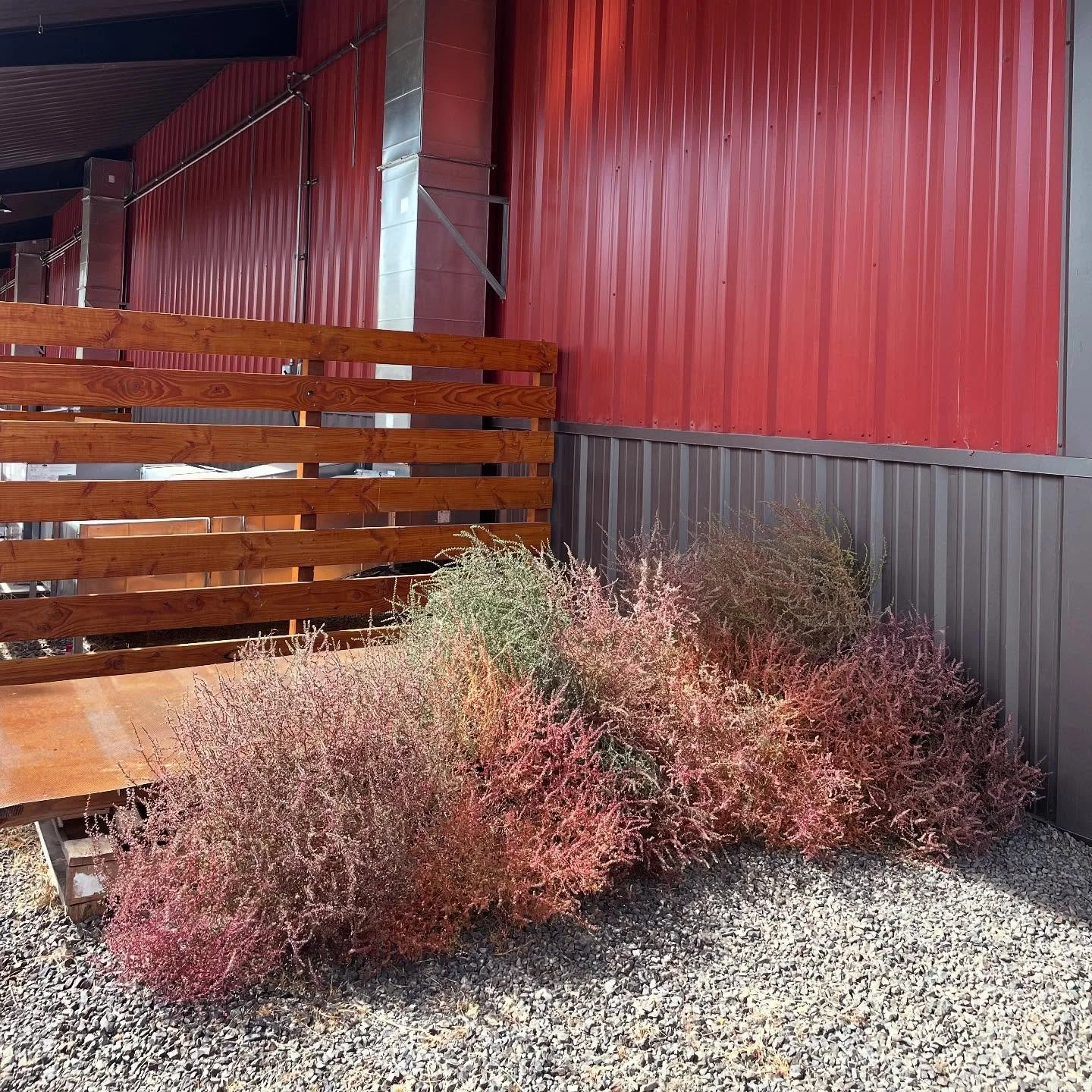 tumble weeds pre tumble. 

didn&rsquo;t realize how many beautiful colors they express!