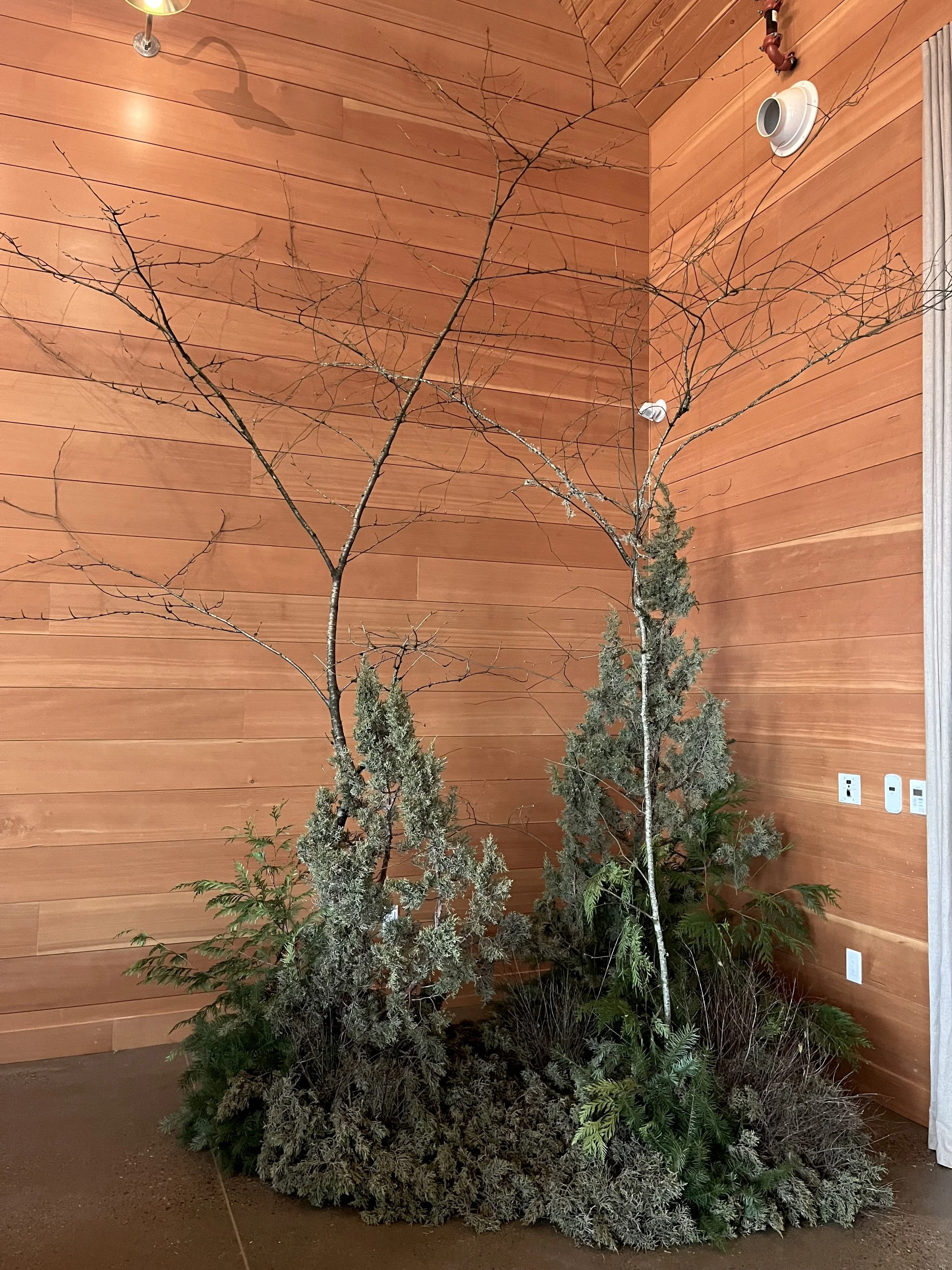 Indoor arrangement of various trees and plants, including a large leafless tree, smaller evergreen trees, and ground cover, set against a wooden wall with some electrical outlets and fixtures.