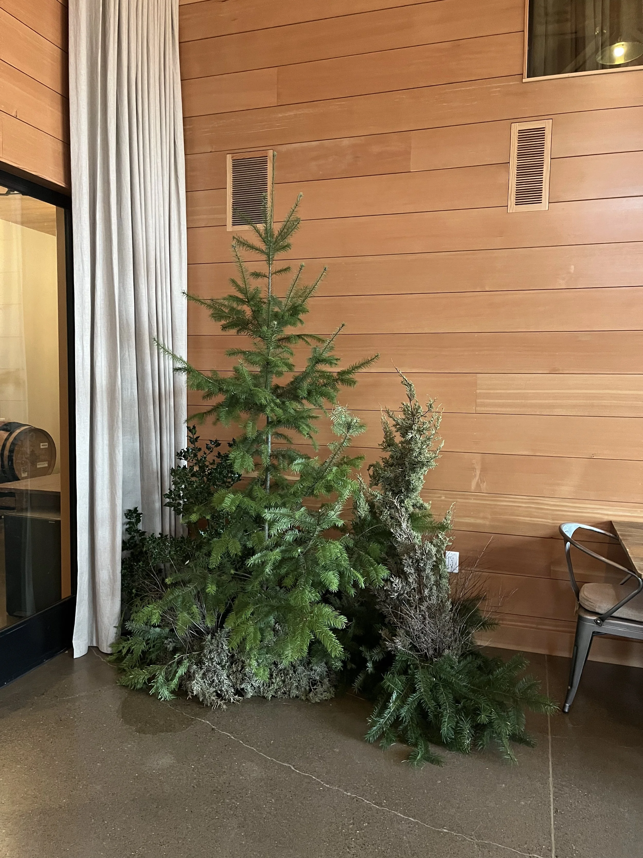 Indoor scene with small Christmas tree and greenery placed on brown polished concrete floor against a wooden wall, next to beige curtains and a black chair with a cushion.