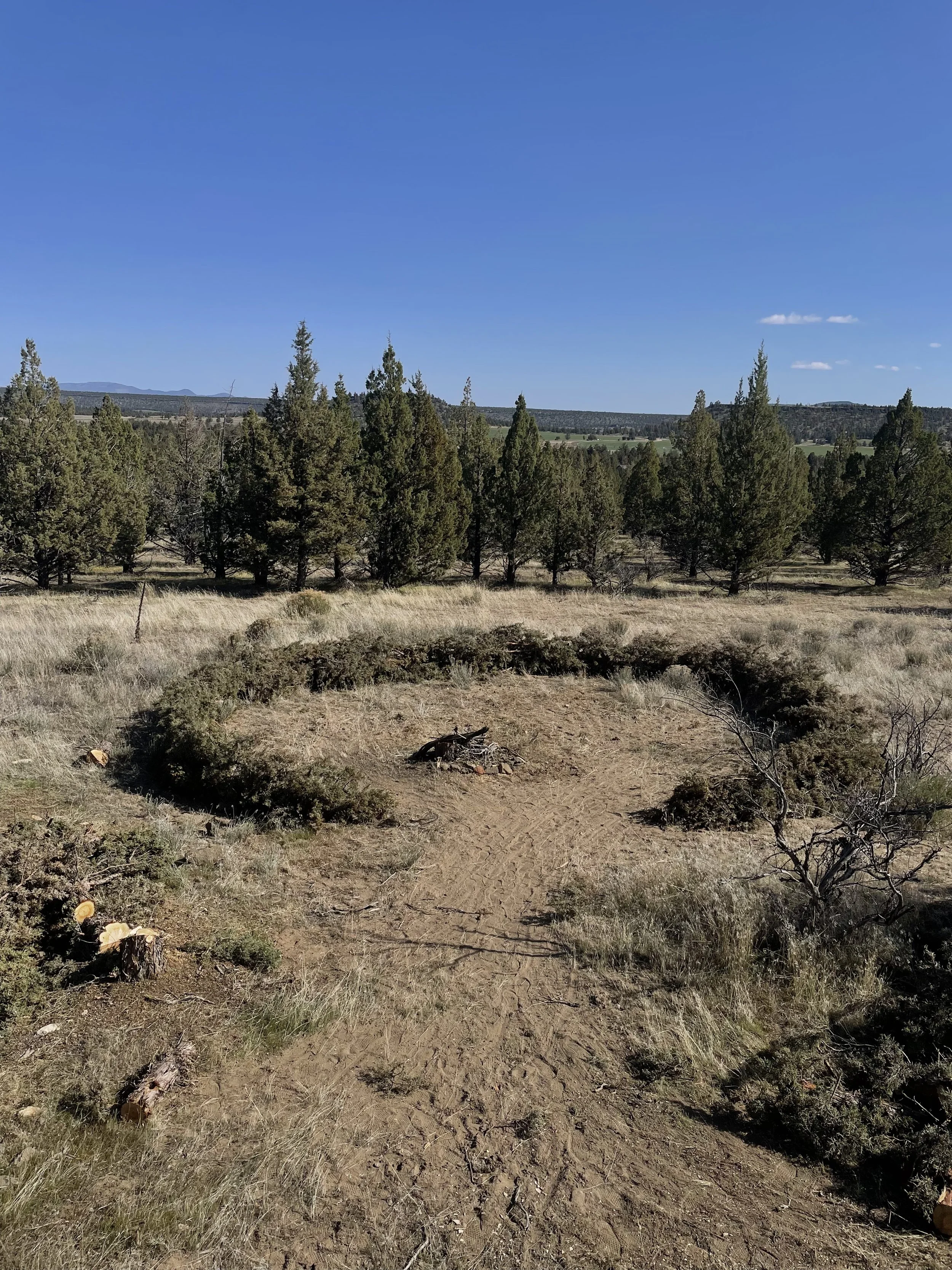 A dirt trail leading towards a cluster of bushes and trees, with a forest and blue sky in the background.