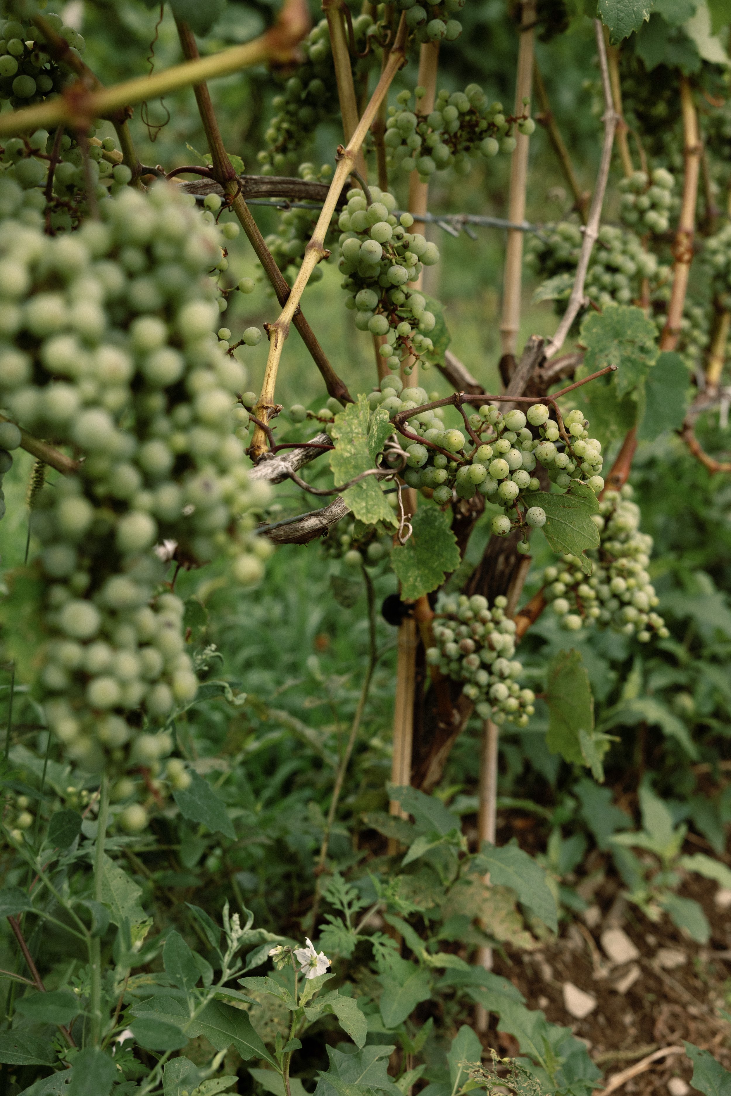 Riesling